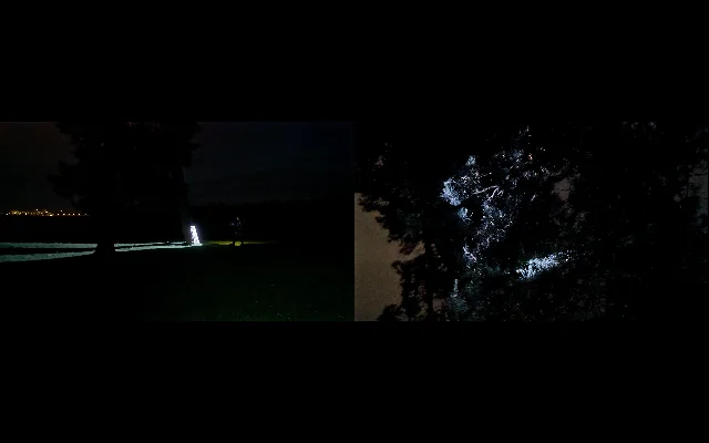 Paired moving-image stills from a nocturnal forest.