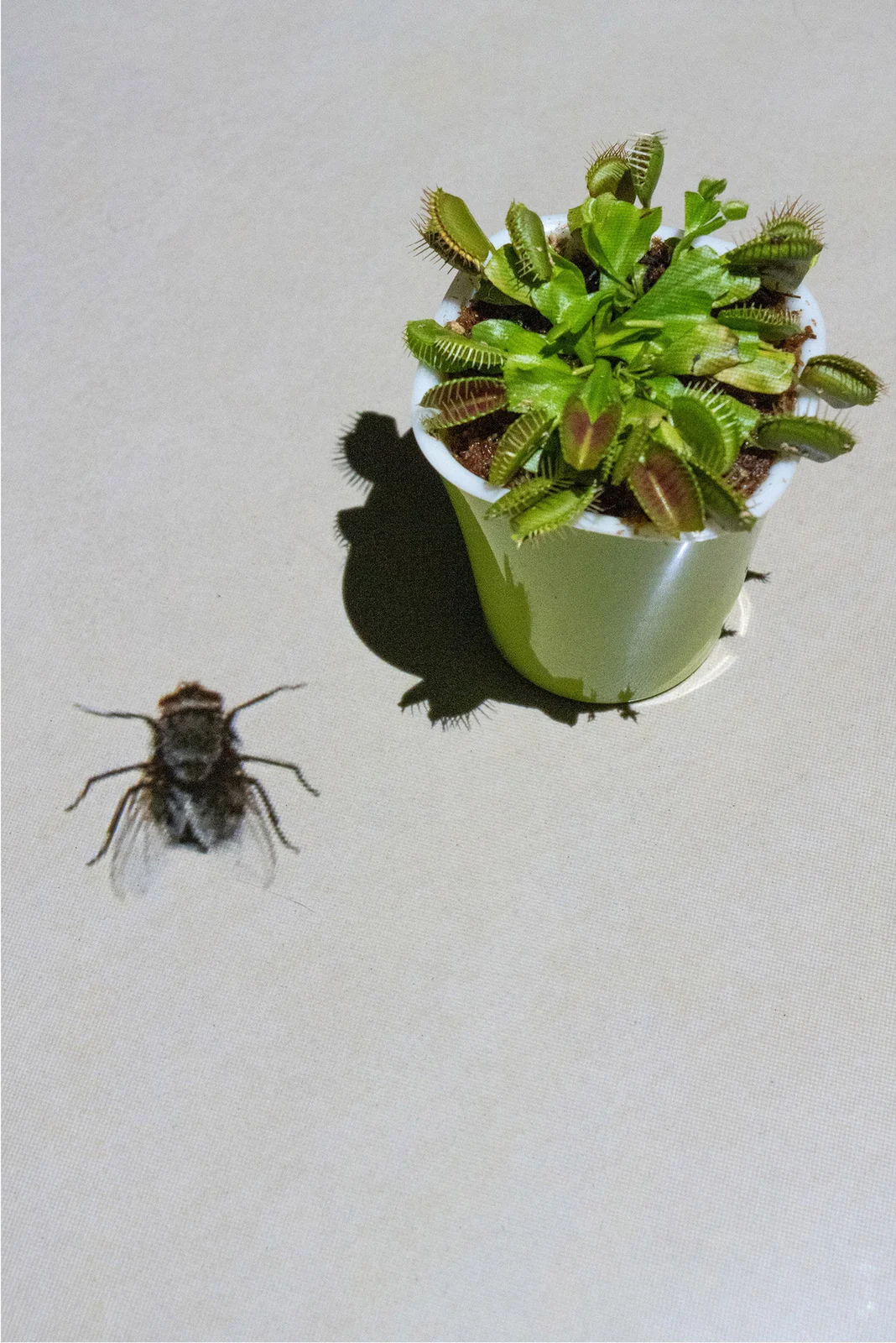A Venus flytrap plant and the enlarged projected image of a fly.