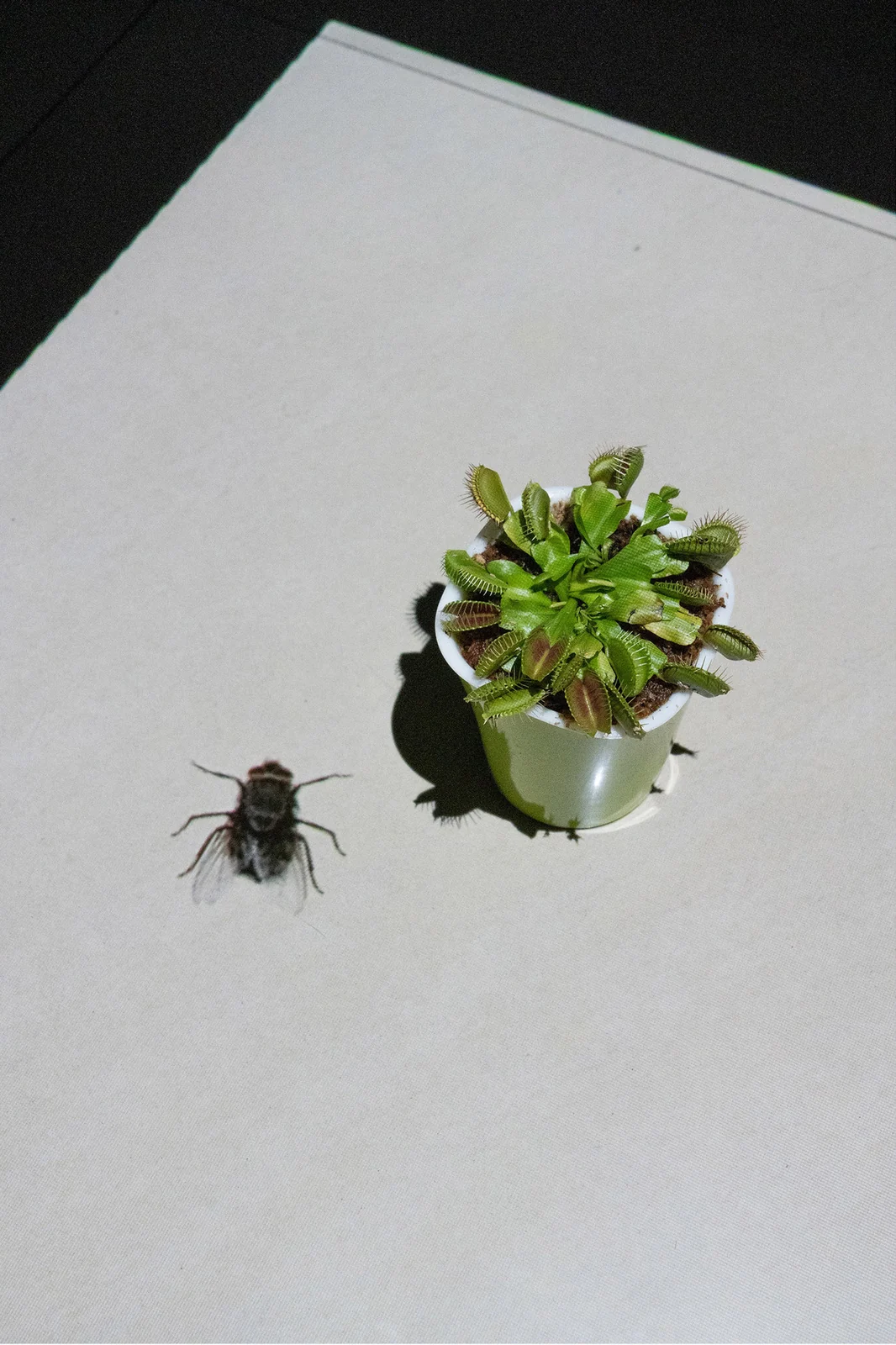 A wider view of the plant and the projected fly on a pale surface.