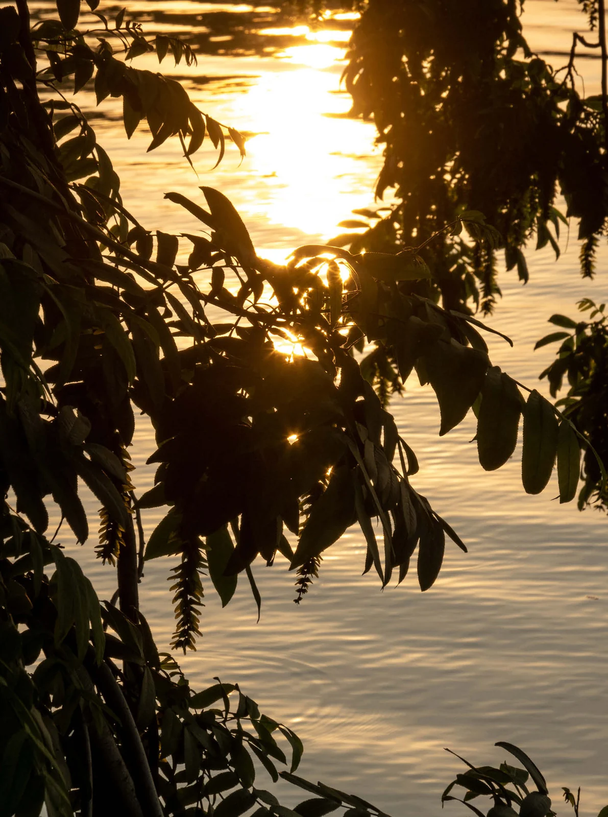 Golden evening light falls through leaves over water.