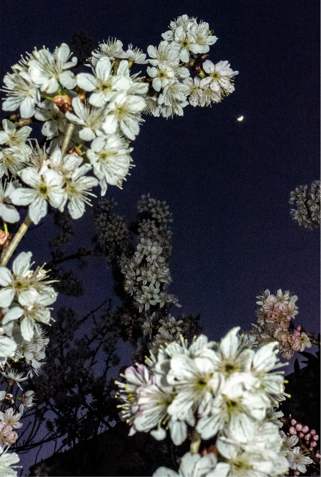 White blossom and a crescent moon against the dark sky.